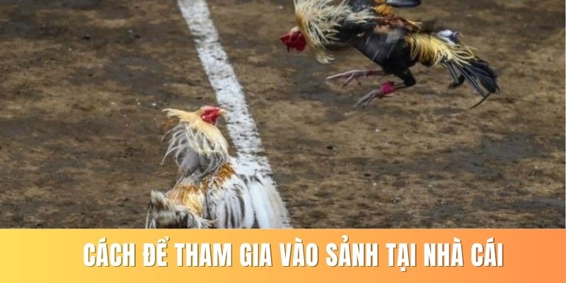 Cách để tham gia vào sảnh tại nhà cái